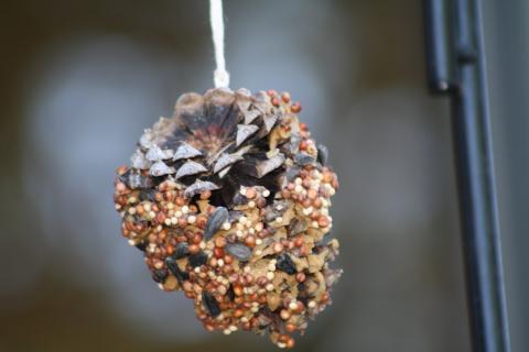 Pine Cone Bird Feeder