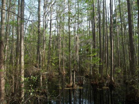 Woods Bay State Park Swamp