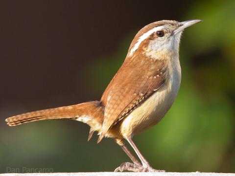 Photo of a Carolina Wren taken by Dan Pancamo