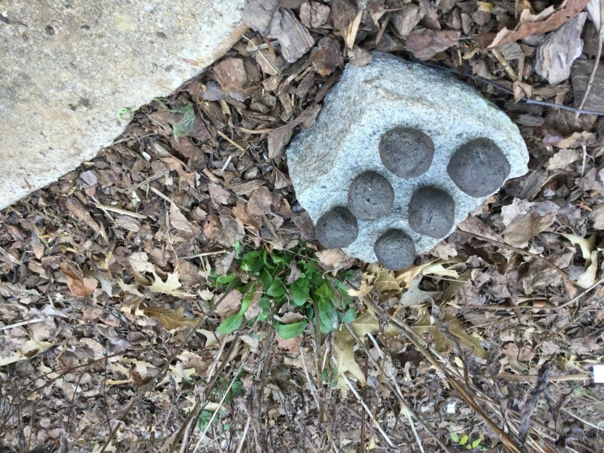 Wild Flower Seed Bomb