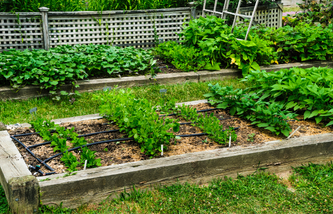 A raised bed garden