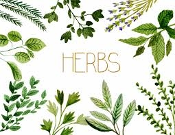 herbs